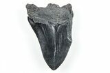 Partial, Fossil Megalodon Tooth - South Carolina #170600-1